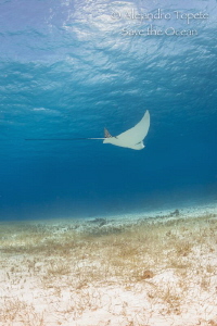 Eagle Ray with cloud, Cozumel México by Alejandro Topete 